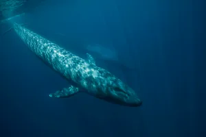 can any animals lill a blue whale can any animals lill a blue whale