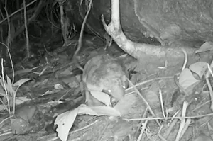 A baby giant armadillo in the Peruvian Amazon. A baby giant armadillo in the Peruvian Amazon.