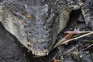 Close-up photo of The saltwater crocodile (Crocodylus porosus) is a crocodilian native to saltwater habitats, brackish wetlands and freshwater rivers. Concept for World Animal Day Credit: Rizky Ade Jonathan/Getty Images