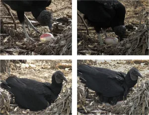 Black vulture interacting with ground snail shell Black vulture (Coragyps atratus) interacting with a Megalobulimus ground snail shell