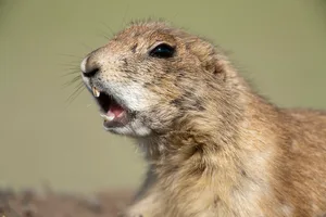 Prairie Dog in Theodore Roosevelt National Park Prairie dog