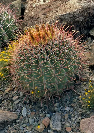 Prickliest plant in the world Prickliest plant in the world