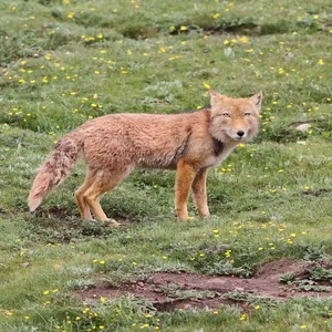 Tibetan_Fox_(Vulpes_ferrilata) A tibetan fox looks at the camera