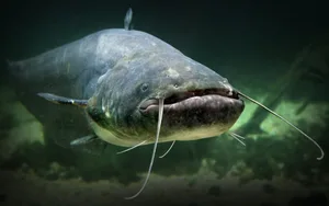 The Catfish (Silurus Glanis). The Catfish (Silurus Glanis).