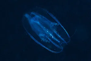 Comb Jellyfish, Tentaculata, Marsa Alam, Red Sea, Egypt Comb Jellyfish