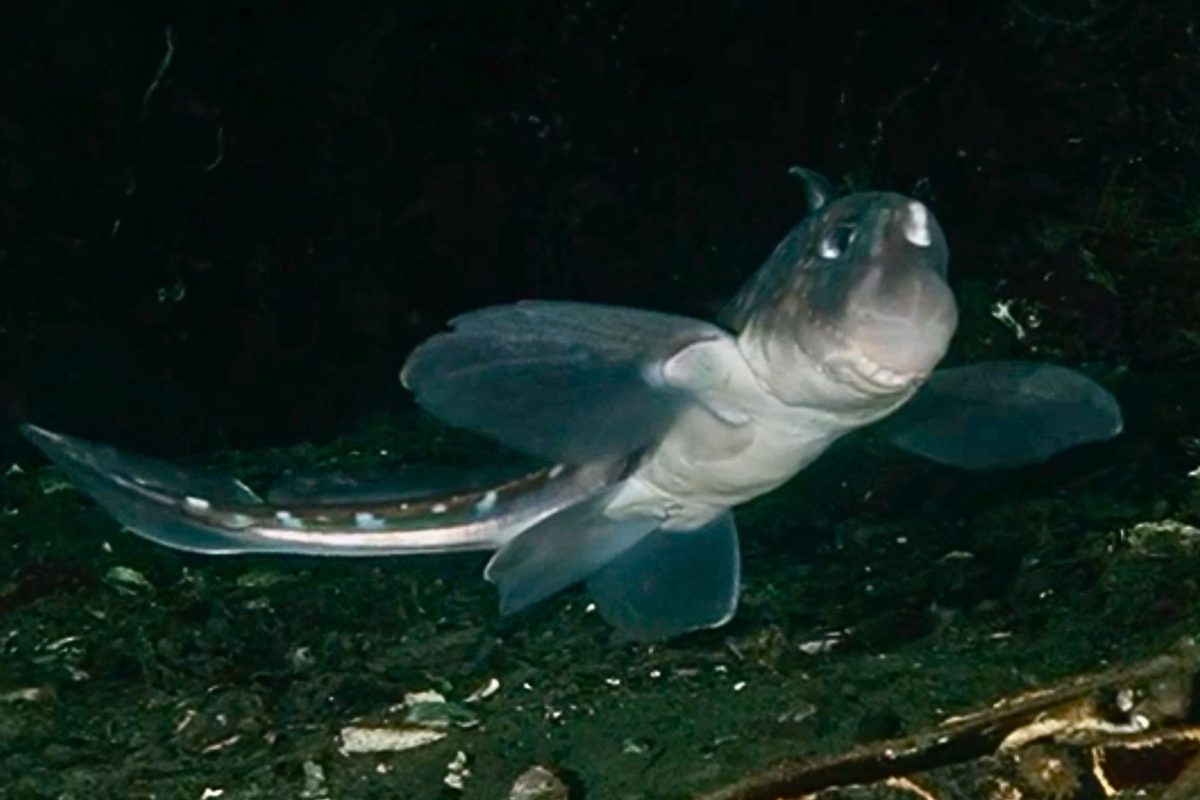 Deep-sea 'ghost shark' spotted feeding in the shallows off the coast of Vancouver Island