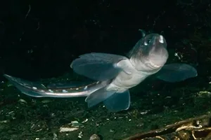 Chimaera Chimaera