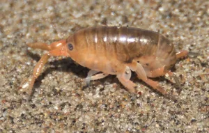 Megalorchestia_californiana Sand crab