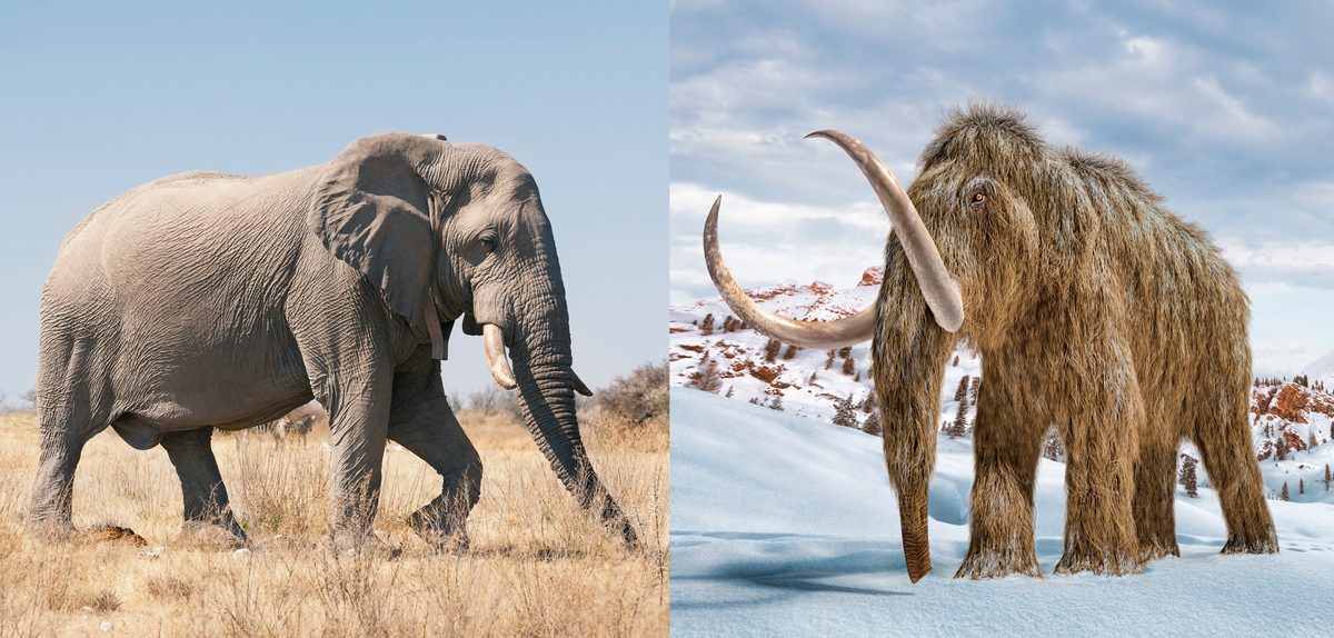 Woolly Mammoth vs Elephant: How Different Were They Really
