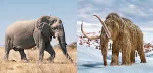 mammoth vs elephant mammoth vs elephant