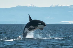 Close-up of killer whale swimming in sea