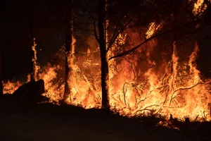 Burning Trees In A Forest Trees burning during a wildfire. Photographer: Benjamin Fanjoy/Bloomberg
