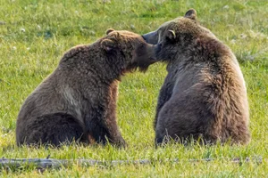 Grizzly bears Grizzly bears