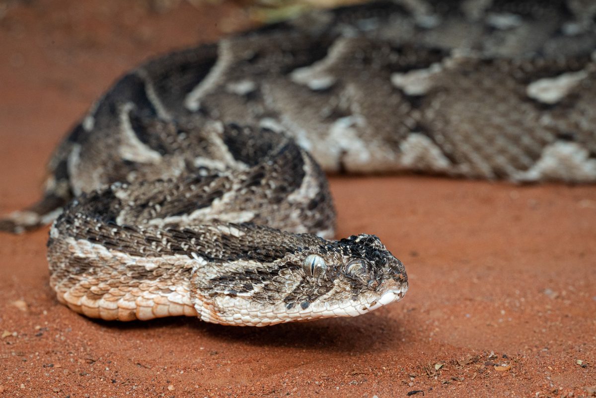It has relatively huge hinged fangs and can strike with astonishing speed, delivering a potentially dangerous dose of venom…