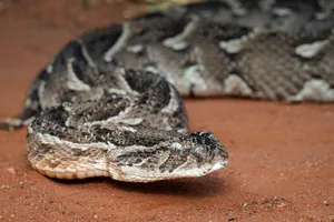 Puff Adder Close-Up on Red Soil Wirestock/Getty Images