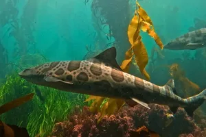 Leopard sharks in kelp forest Leopard sharks in kelp forest