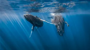 How do whales mate How do whales mate