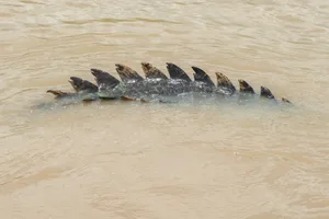 Saltwater crocodile tail Saltwater crocodile tail