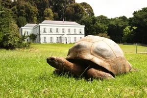 Jonathan the giant tortoise Jonathan the giant tortoise