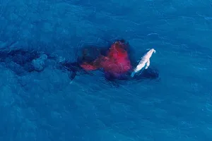 Humpback whale birth. Alexander Forrest-ORRCA Humpback whale birth. Alexander Forrest-ORRCA