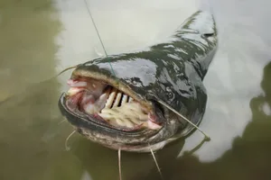 catfish; Tramper2/Getty Images