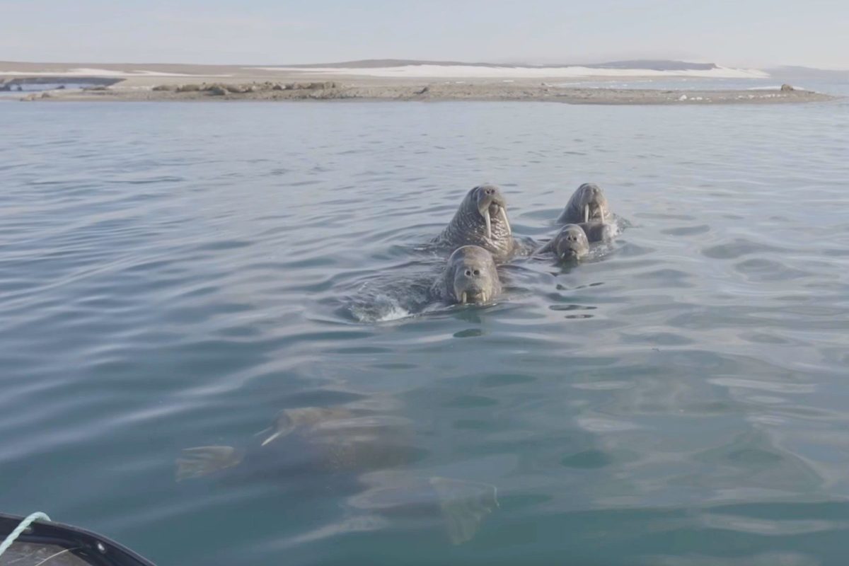 ???As if they were showing off their tusks." Herd of walruses surrounds small tourist boat in the Arctic