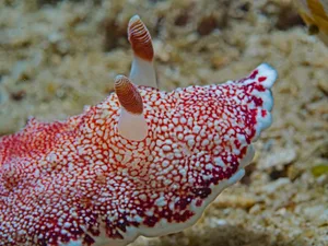 Reticulated Chromodoris can regrow a penis three times Reticulated Chromodoris can regrow a penis three times