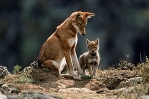 Ethiopian Wolf male resting outside den entrance with pup An Ethiopian wolf rests outside its den entrance with its pup