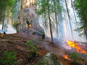 A forester sprays a giant sequoia during a controlled burn in 2009 in Kings Canyon National Park A forester sprays a giant sequoia during a controlled burn in 2009 in Kings Canyon National Park