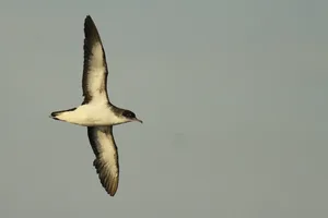 Manx shearwater 3 Manx shearwater