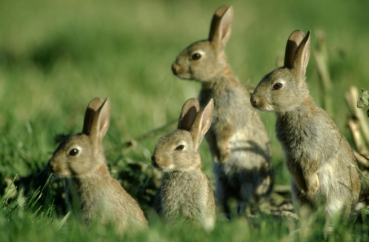 Starting with a male and female rabbit on 1 January – how many could you have by New Year’s Eve? - BBC Wildlife Magazine