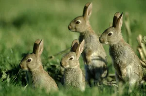 abbit, (Oryctolagus cuniculus), alert group, Norfolk, UK