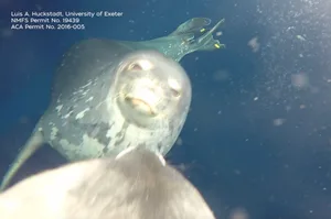 Weddell seals Weddell seals
