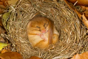 Why do only small animals hibernate Why do only small animals hibernate