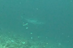 White shark in Nusa Penida White shark in Nusa Penida