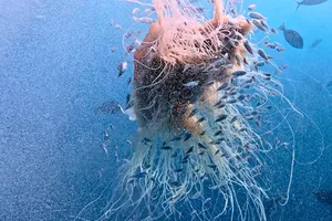 Lion’s mane jellyfish Lion's mane jellyfish