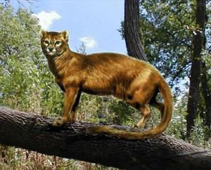 first ever cat