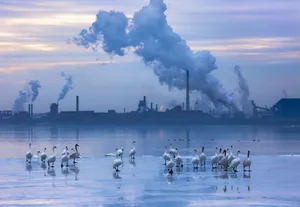 Beautyandthebeast_MeeraSulaiman_hres__CMYK Trumpeter swans socialising on Hamilton Harbour, Lake Ontario.