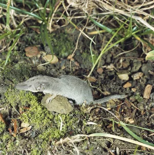 Smallest mammal in world Etruscan Pygmy Shrew (Suncus etruscus) Smallest mammal in world