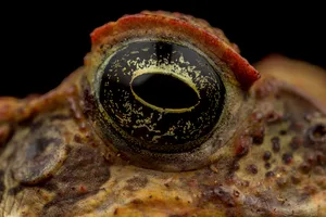 Cane toad Cane toad close up