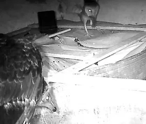 Black vultures and American barn owls Black vultures and American barn owls