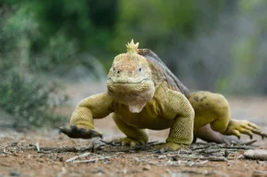 Galápagos land iguana (Conolophus subcristatus) Galápagos land iguana (Conolophus subcristatus)