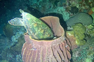 Sea turtle sleeping in sponge Sea turtle sleeping in sponge