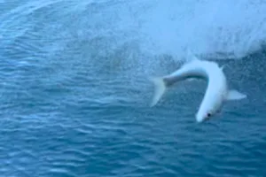 Dolphin throws fish Dolphin throws fish