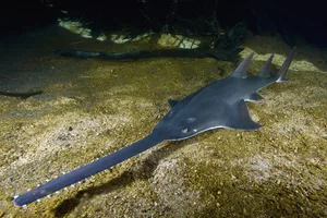 Pristis pristis_townsville