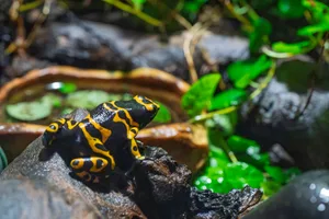 Yellow-banded poison dart frog resting in tropical habitat Yellow-banded poison frog on a branch. Credit: Leo Fernandez Molinary/Getty Images