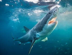 Great white shark Getty