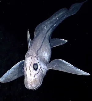 Deep sea chimaera