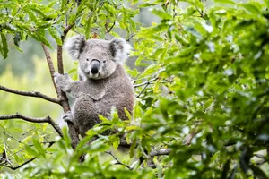 Curious Koala A Glimpse from the Gum Tree koalas gut health