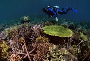 A coral reef restored after bomb fishing (c) The Ocean Agency.jpg Restored coral reef